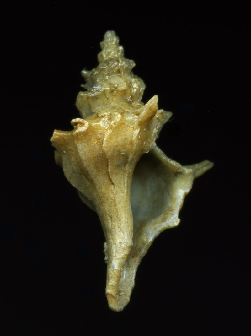 Aiuto per determinare